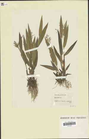 Broad-leaved panic grass(Panicum latifolium)