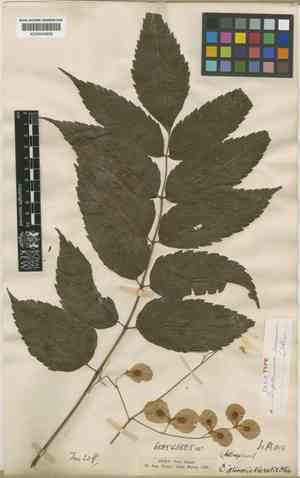 Dipteronia dyeriana(Dipteronia dyeriana)