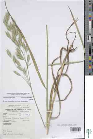 Brome of the ardennes(Bromus bromoideus)