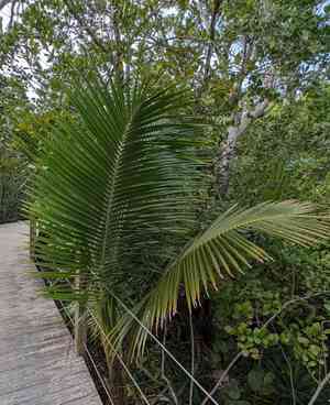 Coconut palm (Cocos)(Cocos)