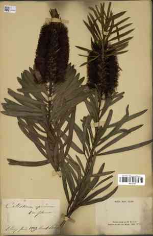 Gray bottlebrush(Callistemon speciosus)