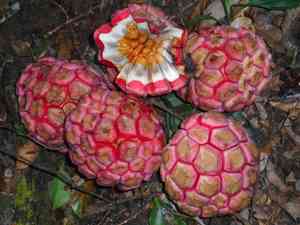 Kadsura coccinea(Kadsura coccinea)