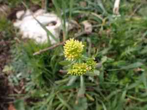 Musk weeds (Myagrum)(Myagrum)