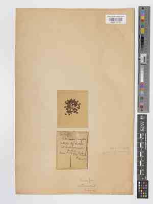 Box-leaved cotoneaster(Cotoneaster buxifolius)