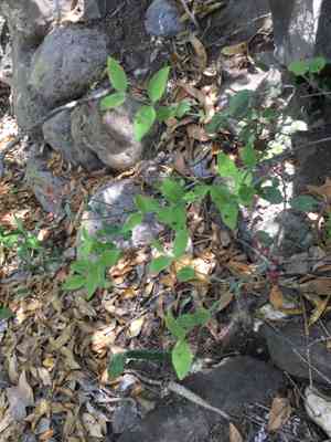 Crossopetalum uragoga(Crossopetalum uragoga)