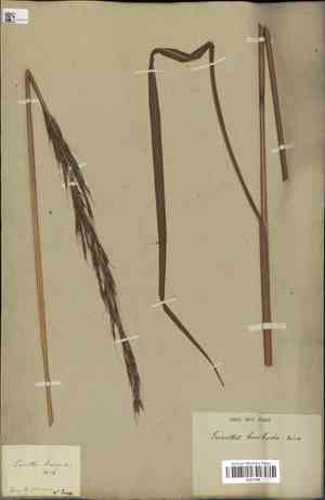 Short-beard plumegrass(Saccharum brevibarbe)