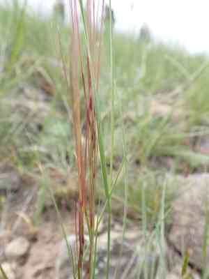 Aristida longiseta(Aristida longiseta)
