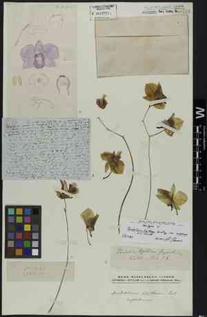 Cooktown orchid(Dendrobium bigibbum)