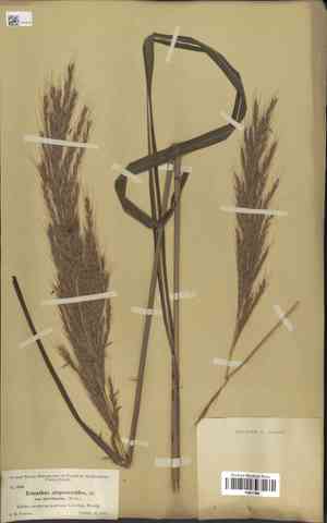 Short-beard plumegrass(Saccharum brevibarbe)