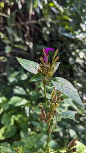 Hypoestes purpurea(Hypoestes purpurea)