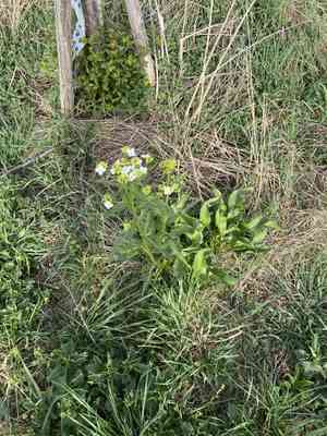 Horseradishes (Armoracia)(Armoracia)