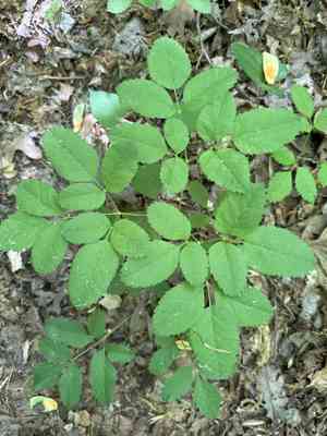 Lovage (Ligusticum)(Ligusticum)