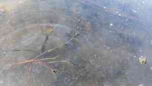 Waterthyme(Hydrilla verticillata)