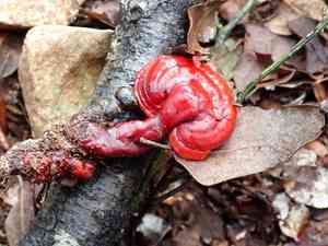 Reishi(Ganoderma lucidum)