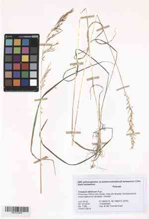 Siberian oatgrass(Trisetum sibiricum)