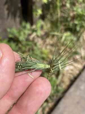 Mosquitograss (Dasypyrum)(Dasypyrum)