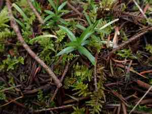 Sandworts (Moehringia)(Moehringia)