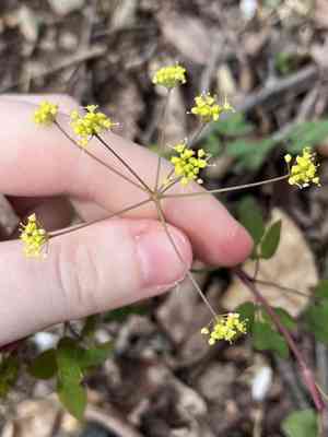 Taenidia (Taenidia)(Taenidia)