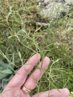 Narrowleaf indian breadroot(Psoralea linearifolia)