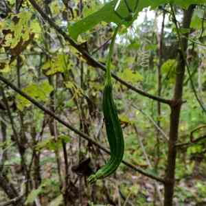 Chinese okra(Luffa acutangula)