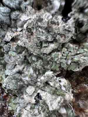 Salted shield lichen(Parmelia saxatilis)