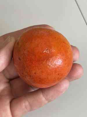Salacia (Salacia)(Salacia)