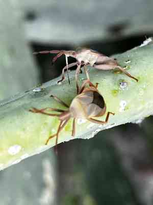 Staghorn cholla (Cylindropuntia versicolor) Care Guide: Pests, Diseases ...