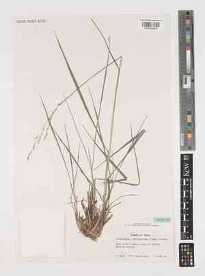 Texasgrass(Vaseyochloa multinervosa)
