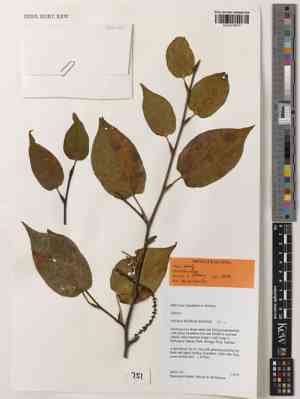 Spur leaf(Tetracentron sinense)