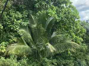 Coconut palm (Cocos)(Cocos)