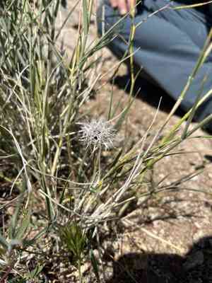 Lindleys silverpuffs(Microseris lindleyi)