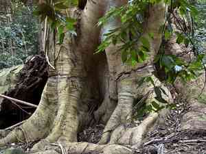 Falcataria (Falcataria)(Falcataria)