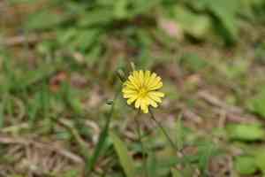 Ixeris (Ixeris)(Ixeris)
