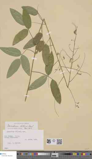 Desmodium dillenii(Desmodium dillenii)