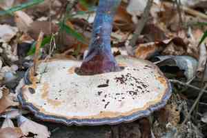 Reishi(Ganoderma lucidum)