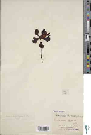 Three-colored vanda(Vanda tricolor)