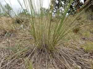 Aristida longiseta(Aristida longiseta)