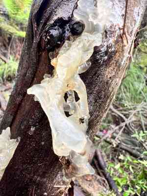 Snow fungus(Tremella fuciformis)