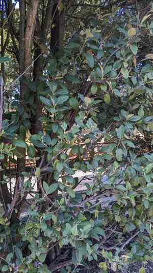 Cow itch tree (Lagunaria)(Lagunaria)