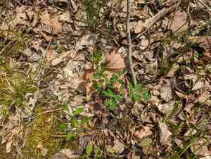 Taenidia (Taenidia)(Taenidia)
