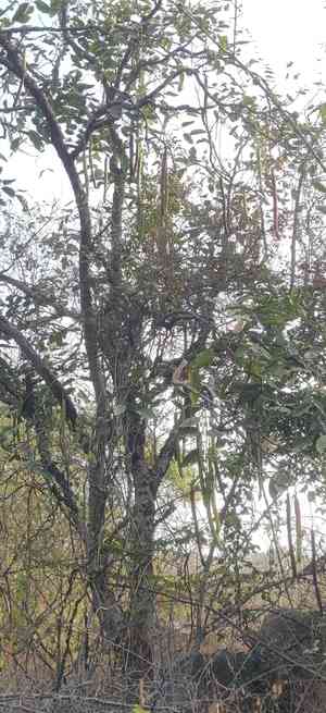 Cassias (Cassia)(Cassia)