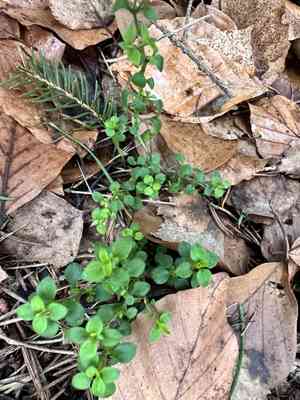 Sandworts (Moehringia)(Moehringia)