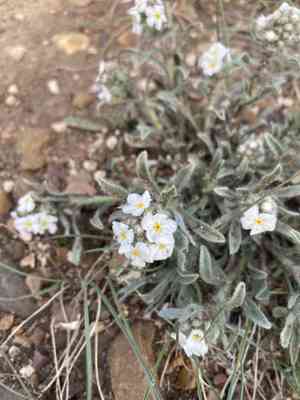 Northern cryptantha(Oreocarya celosioides)