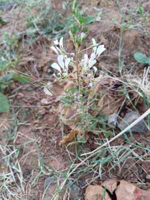 Shona cabbage(Gynandropsis gynandra)