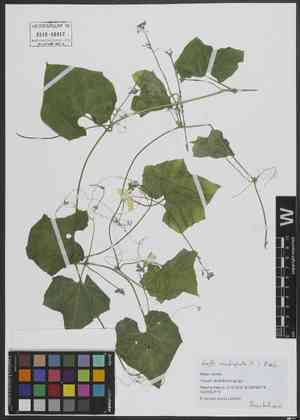 Chinese okra(Luffa acutangula)