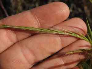 Fragile oats (Gaudinia)(Gaudinia)