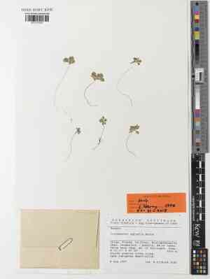 Kingdonia uniflora(Kingdonia uniflora)