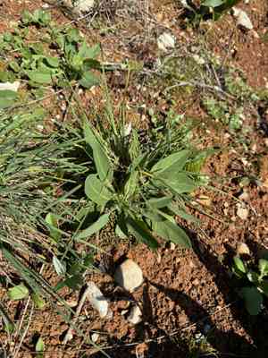 Anthyllis (Anthyllis)(Anthyllis)