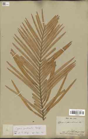 Cycas pectinata(Cycas pectinata)