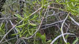 Turtleweed (Batis)(Batis)